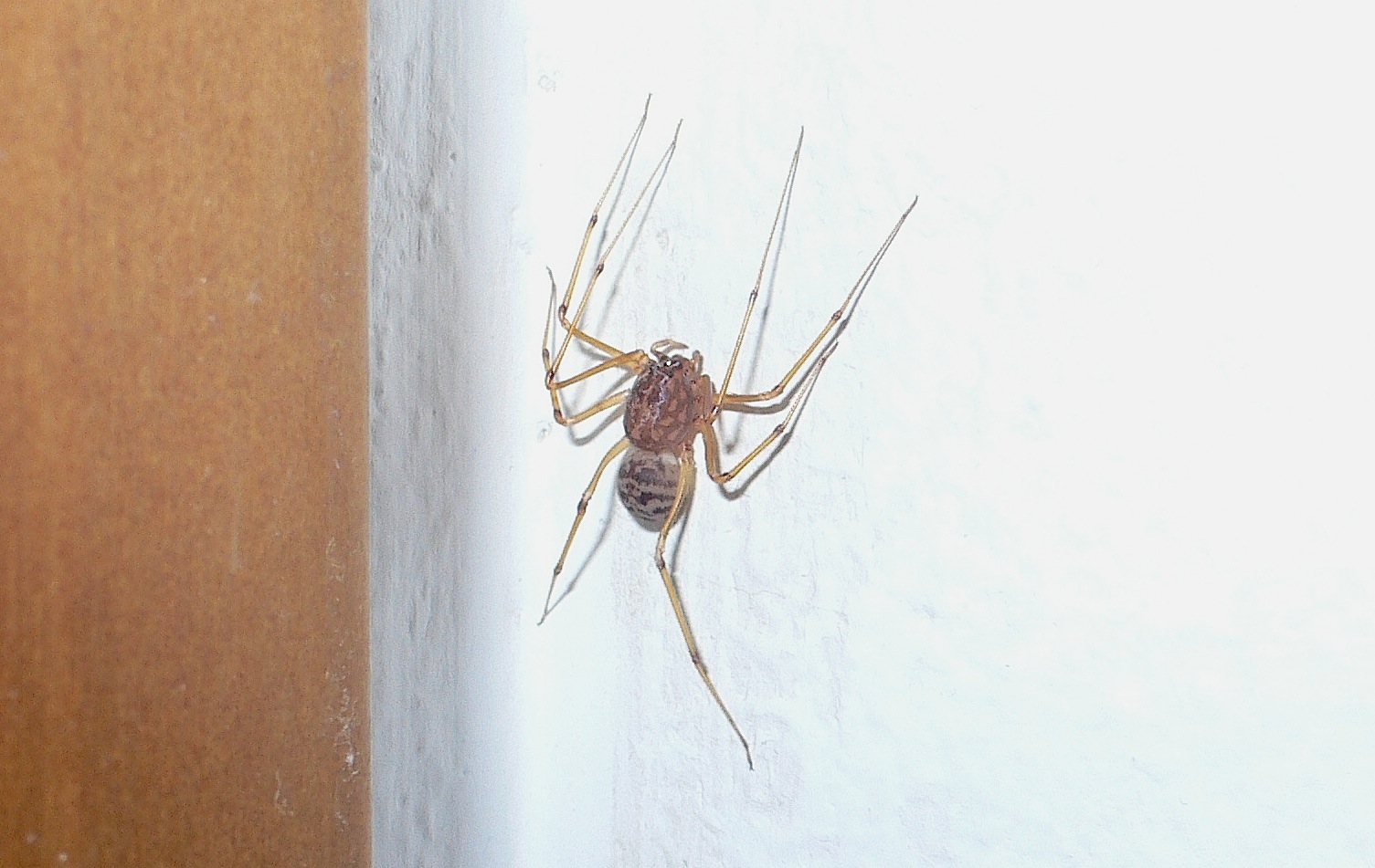Scytodes sp. (alloctono?)